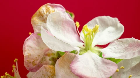 Apple fruit tree flower blossoming time lapse 動画素材 194752052