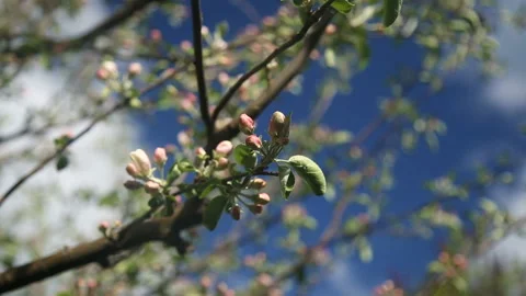 Apple fruit tree flower growing and blossoming on a dark blue background Stock Footage 89748145