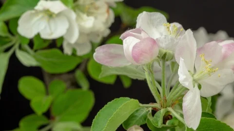 Apple fruit tree flower growing and blossoming time lapse 動画素材 89867366