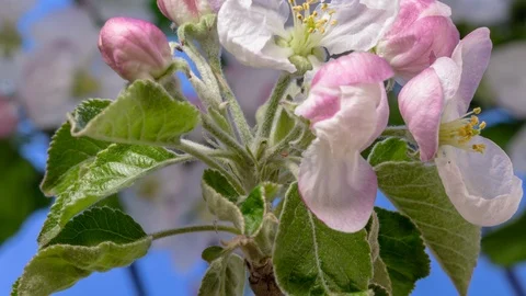 Apple fruit tree flower growing and blossoming timelapse Stock Footage