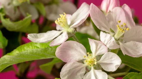 Apple fruit tree flower growing and blossoming time lapse 動画素材 130364128