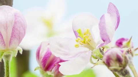 Apple fruit tree growing and blossoming micro time lase 動画素材 74314788