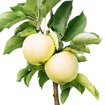 Apple  fruit on the tree isolated. Stock Photos
