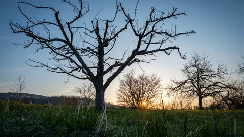 Apple fruit tree on a meadow with sunrise and sunbeams Stock Footage 128820017