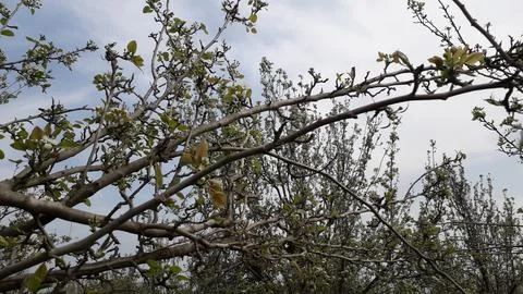 Apple Fruit Tree With Some Leaf. Stock Photos