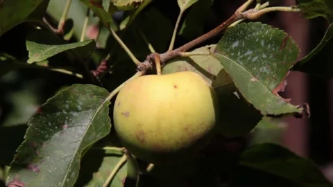 Apple fruit on twig Stock Footage 72980615