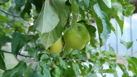 Apple fruits on a tree Stock Footage 317115116