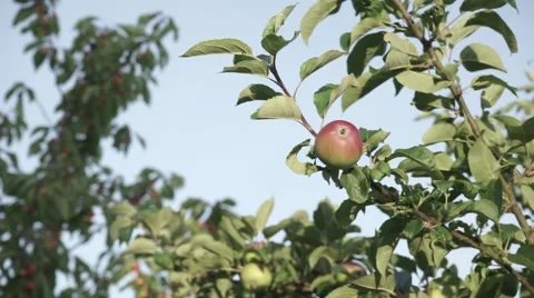 Apple in garden 動画素材 64909115