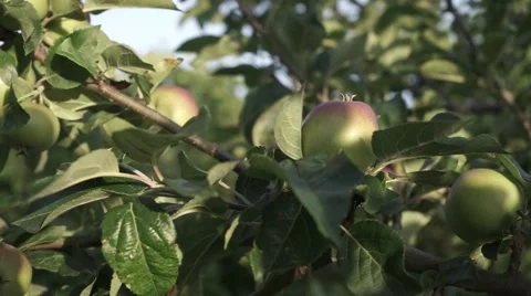 Apple in garden 動画素材 64909182