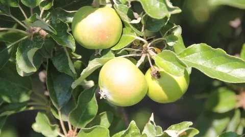 Apple, garden Stock Footage 77145849