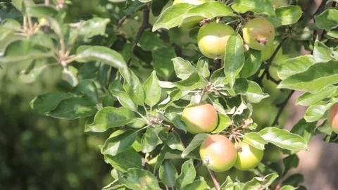 Apple garden Stock Footage 77806149