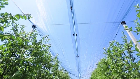 Apple garden Stock Footage