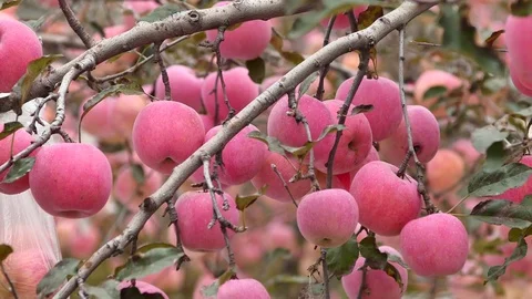 Apple in the garden Video stock 78691488