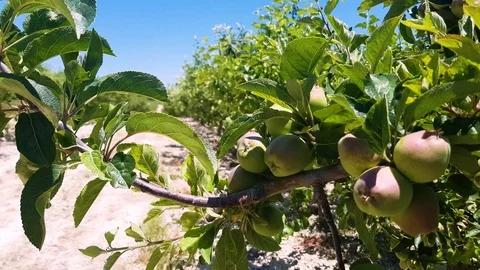 Apple garden Stock Footage 111084532