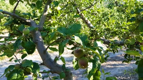 Apple garden Stock Footage 112943290