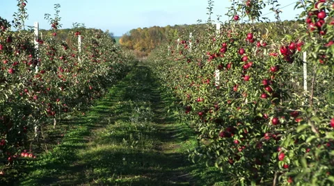 Apple garden full of riped red apples Stock-Footage 56597957