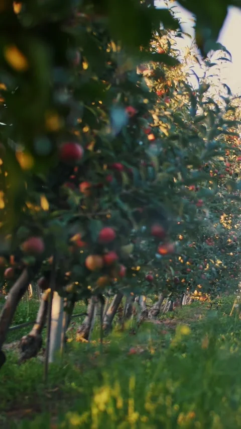 Apple garden. irrigation system. close-up. automatic sprinkler irrigation system Stock Footage 308228912