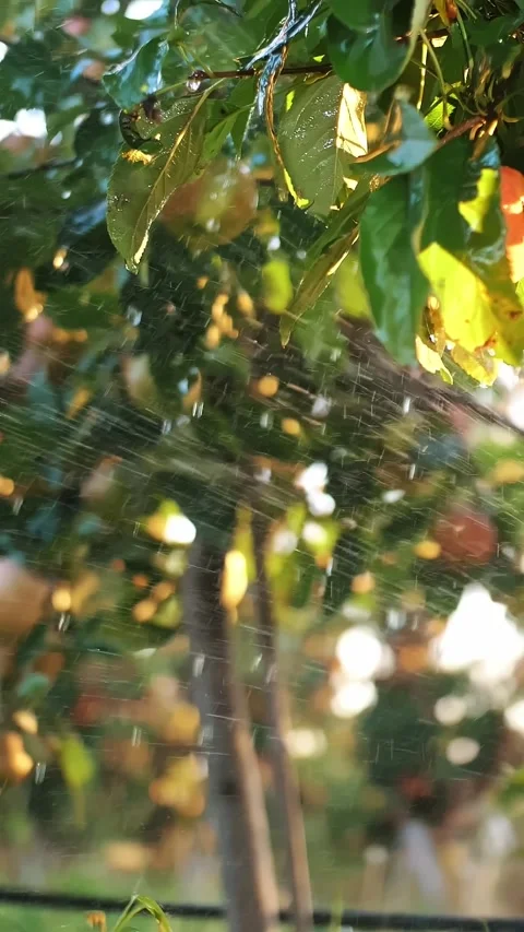 Apple garden. irrigation system. close-up. break in hose, breakdown in drip Stock Footage 312790736