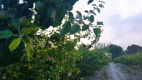 Apple garden over smoke from Spain Stock Footage 112943320
