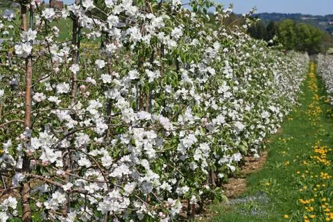 Apple garden Stock Photos