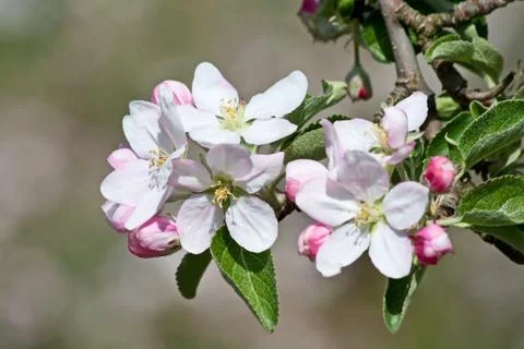 Apple garden Foto stock