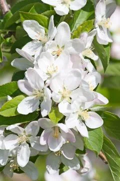 Apple garden Stock-Fotos