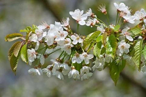 Apple garden Stock Photos