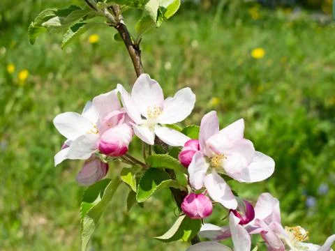 Apple garden Foto stock