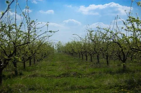 Apple garden Stock Photos