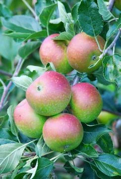 Apple garden Foto stock