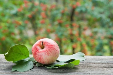 Apple in the garden Stock Photos