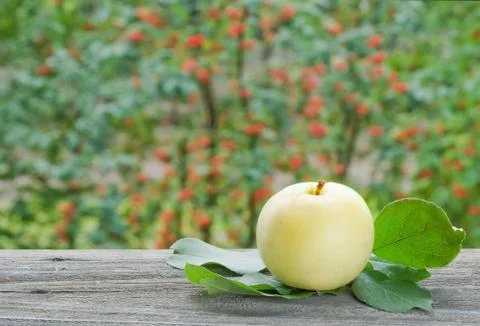 Apple in the garden Stock Photos