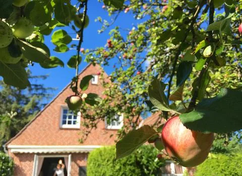 Apple in a garden Stock Photos