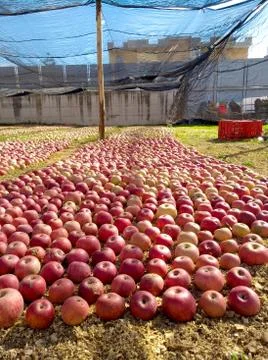 Apple in the garden Stock Photos