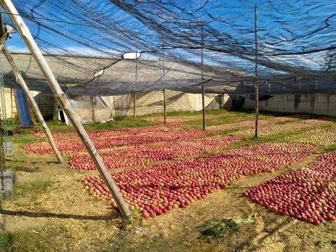 Apple in the garden Stock Photos