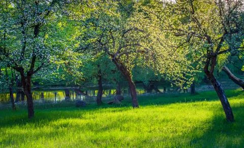 Apple garden Stock Photos