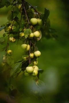 Apple in the garden Stock Photos