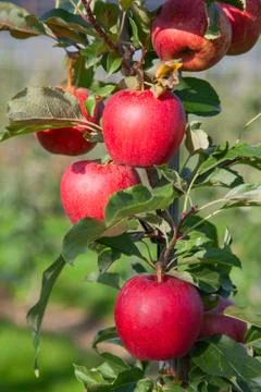 Apple garden Foto stock