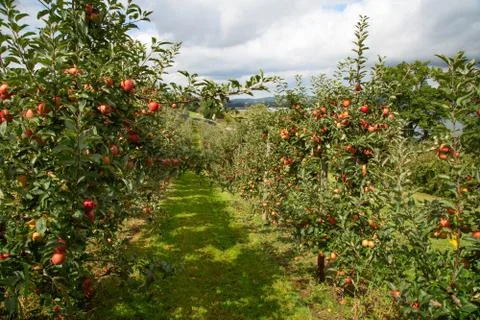 Apple garden Stock Photos