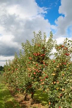 Apple garden Foto stock