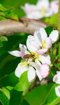 Apple garden Foto stock