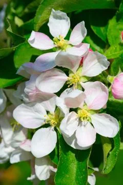 Apple garden Stock Photos