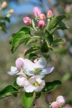 Apple garden Stock Photos