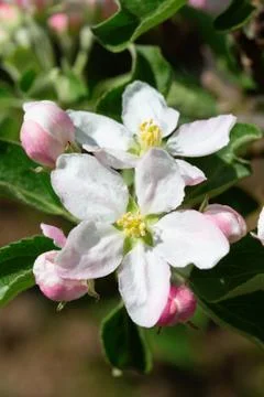 Apple garden Stock Photos