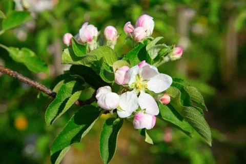 Apple garden Stock Photos