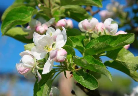 Apple garden Stock Photos