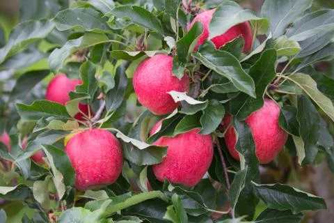 Apple garden Stock Photos