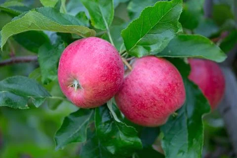 Apple garden Foto stock