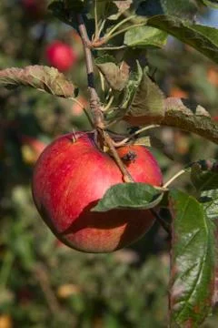 Apple garden Stock Photos