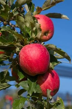 Apple garden Stock Photos